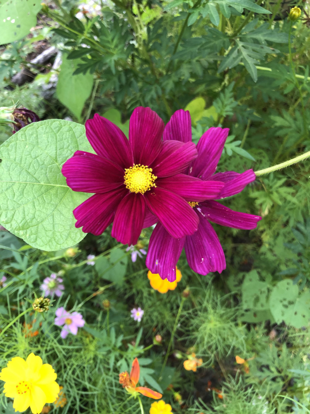 Purple cosmos